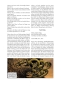Die Odyssee (Illustrierter Roman)